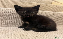 Domestic Shorthair cats for sale: Shorthair Kittens - Image 21