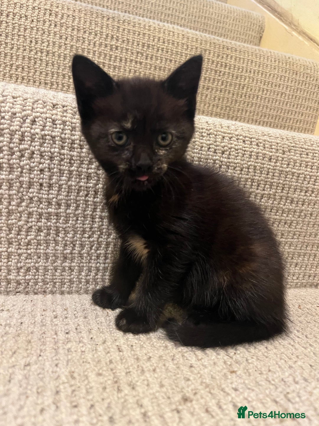 Domestic Shorthair cats for sale: Shorthair Kittens - Image 21