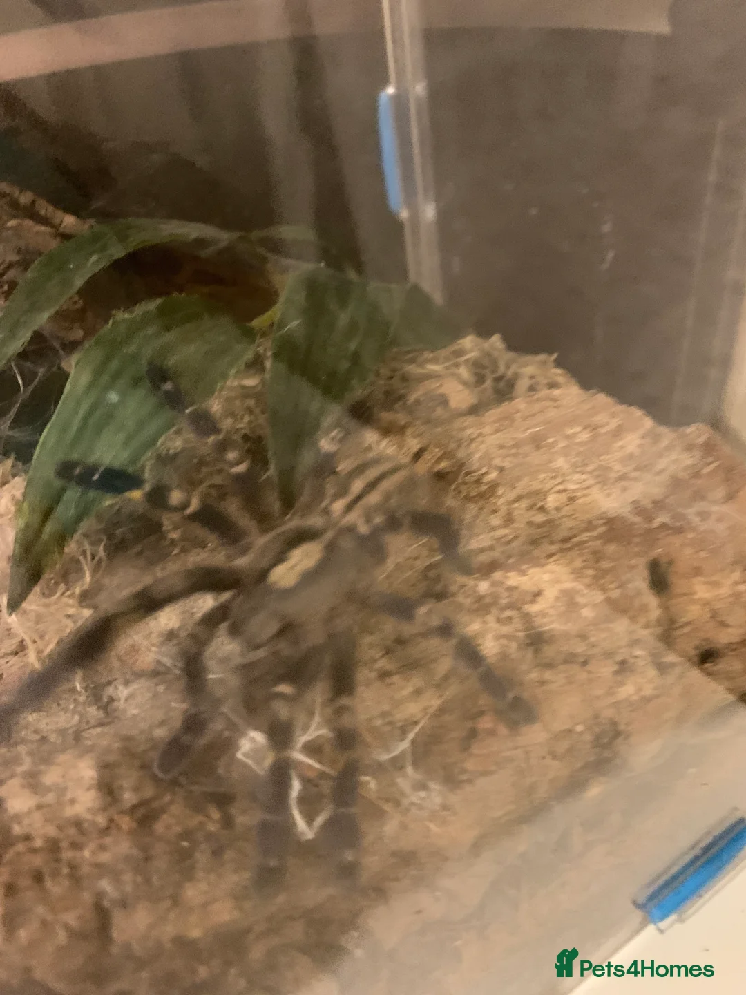 Spiders invertebrates for sale: Lampropelma violaceopes (Singapore Blue) - Advert 3