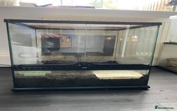Snails invertebrates for sale: Giant African land snails and enclosure - Image 6
