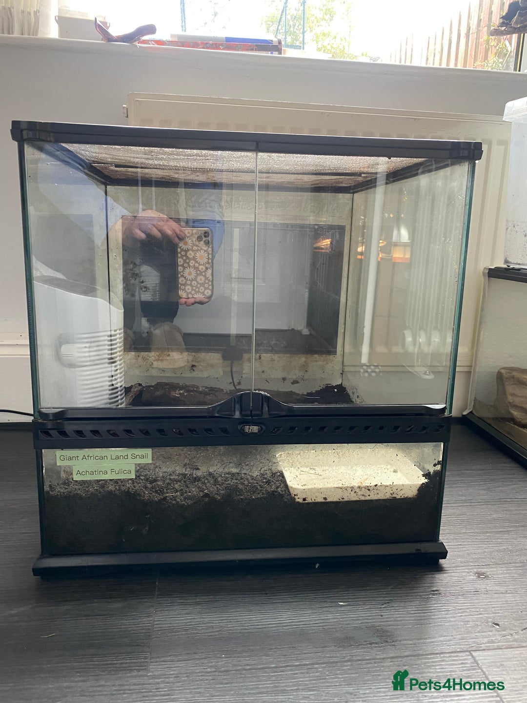 Snails invertebrates for sale: Giant African land snails and enclosure - Image 6