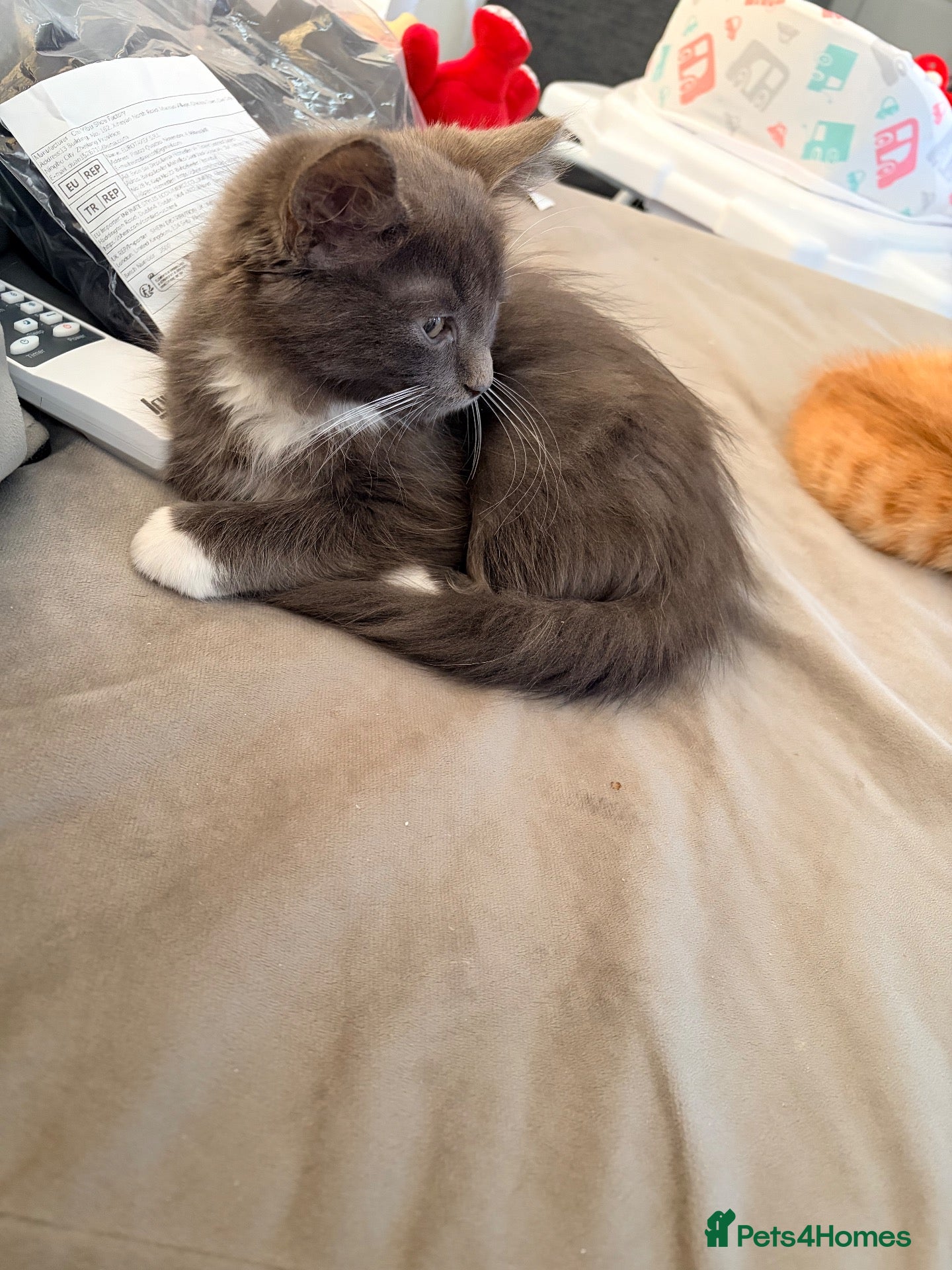 Mixed Breed cats Beautiful grey and white kitten  - Advert 1