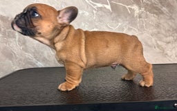 French Bulldog dogs for sale: Champion Sired Fawn / red fawn French bulldogs - Advert 4