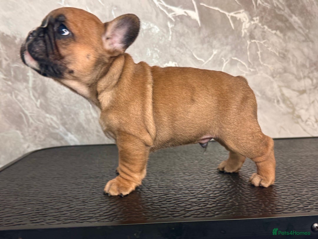 French Bulldog dogs for sale: Champion Sired Fawn / red fawn French bulldogs - Advert 4