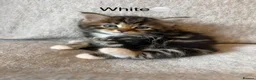 Mixed Breed cats for sale: Adorable Fluffy Tabby Kittens Ready For New Home!! in Skelmersdale - Advert 10