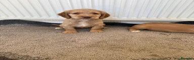 Cocker Spaniel Puppy 4