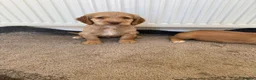 Cocker Spaniel dogs for sale: Beautiful cocker spaniel puppies for sale boys  - Advert 7