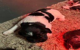 English Springer Spaniel dogs for sale: Springer spaniel puppies for sale  - Image 21