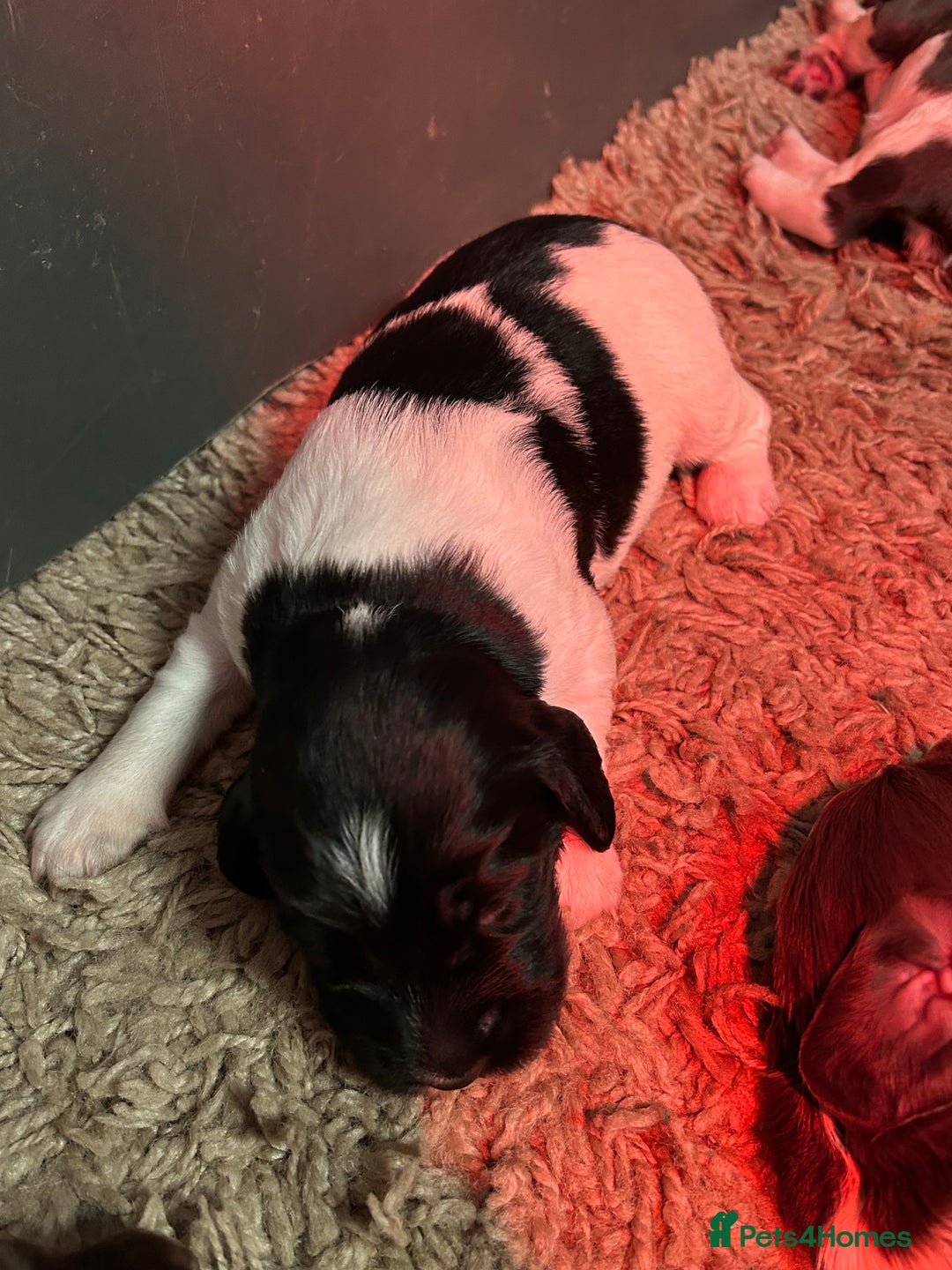 English Springer Spaniel dogs for sale: Springer spaniel puppies for sale  - Image 21