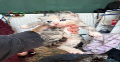 Bengal cats - Advert 2