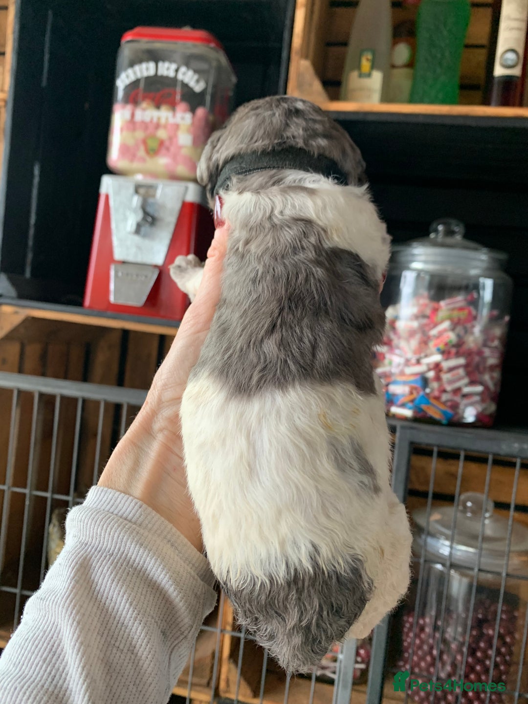 Bernedoodle dogs for sale: Standard Bernedoodle Blue Merle, Black White. - Image 5