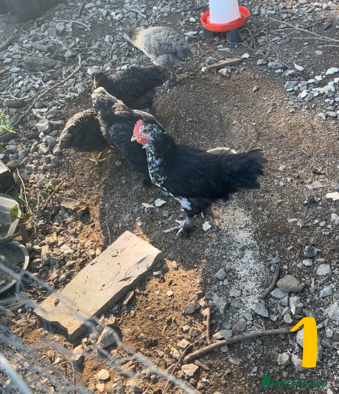 Chickens poultry for sale: 2 plymouth rock x pekin cockerels available  in Bristol - Advert 1