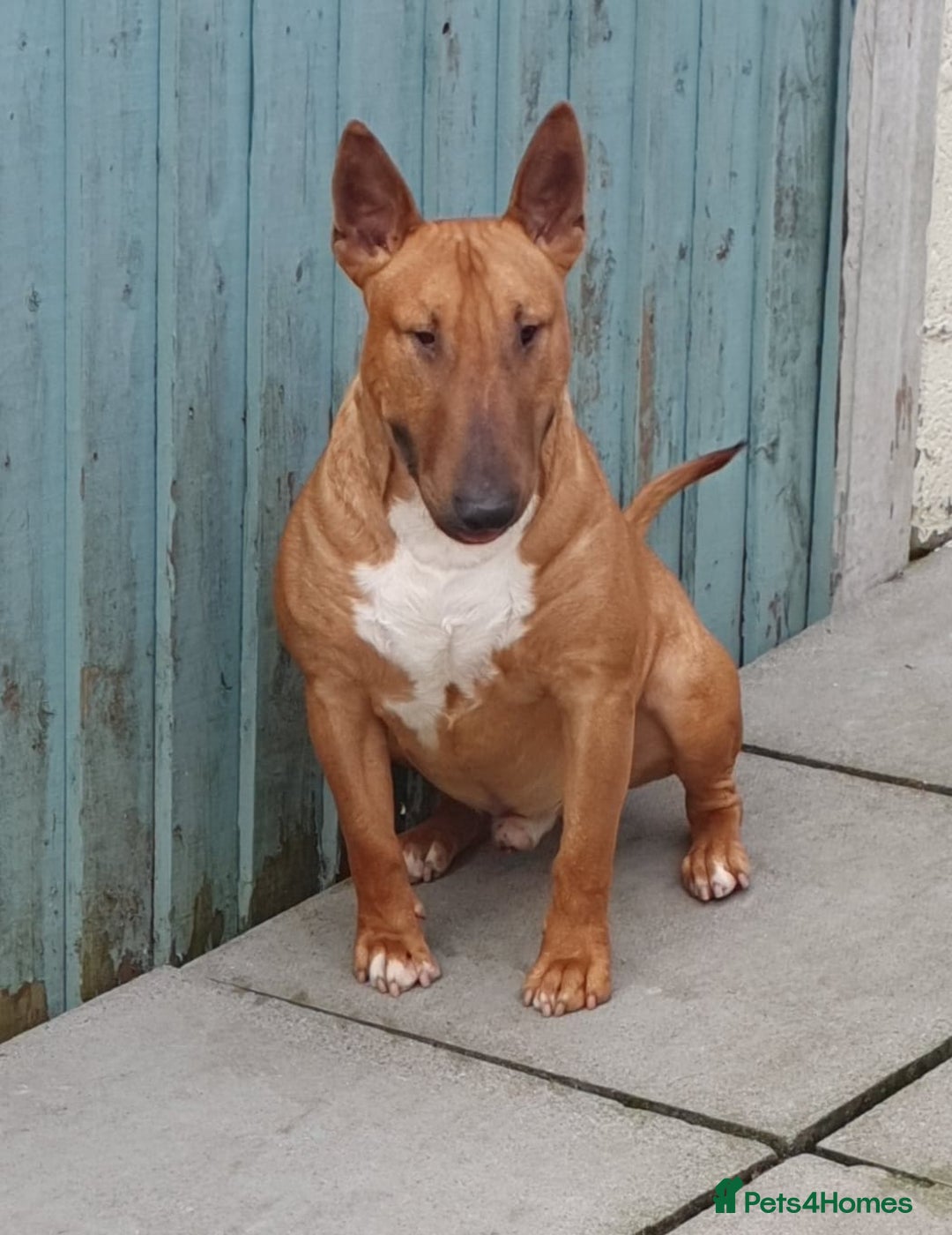 English Bull Terrier dogs for stud: Proven Bull Terrier studs x 2 - Image 2