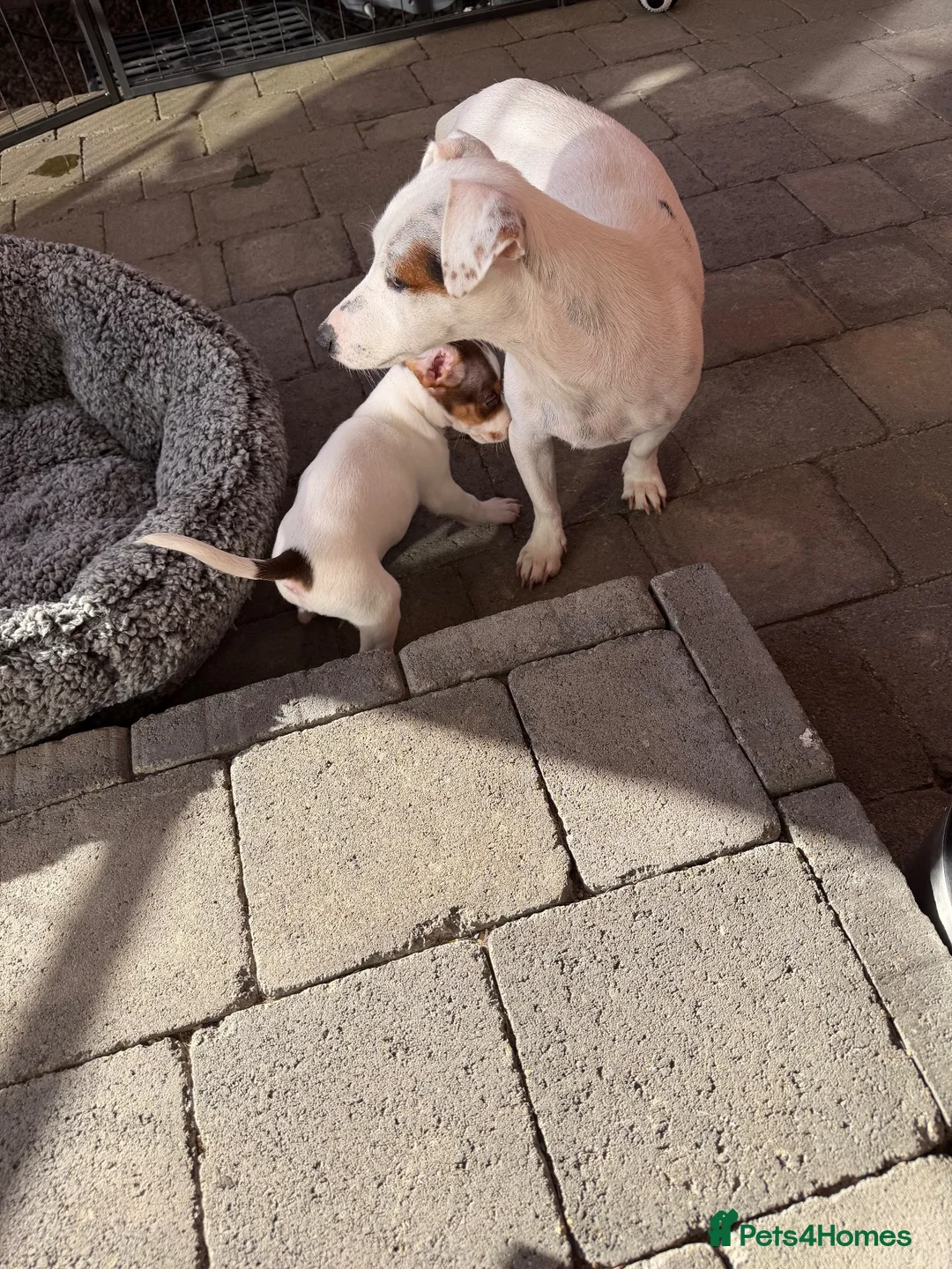 Jack Russell dogs for sale: Male pup - Advert 2