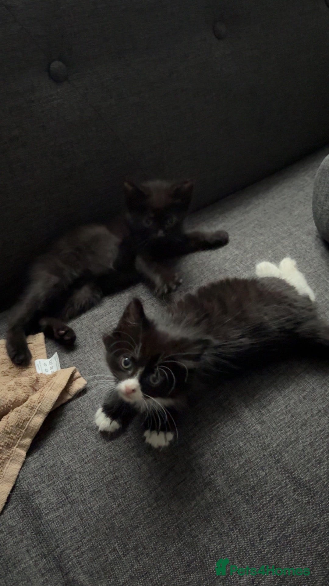Mixed Breed cats 2 kittens for sale  - Advert 1