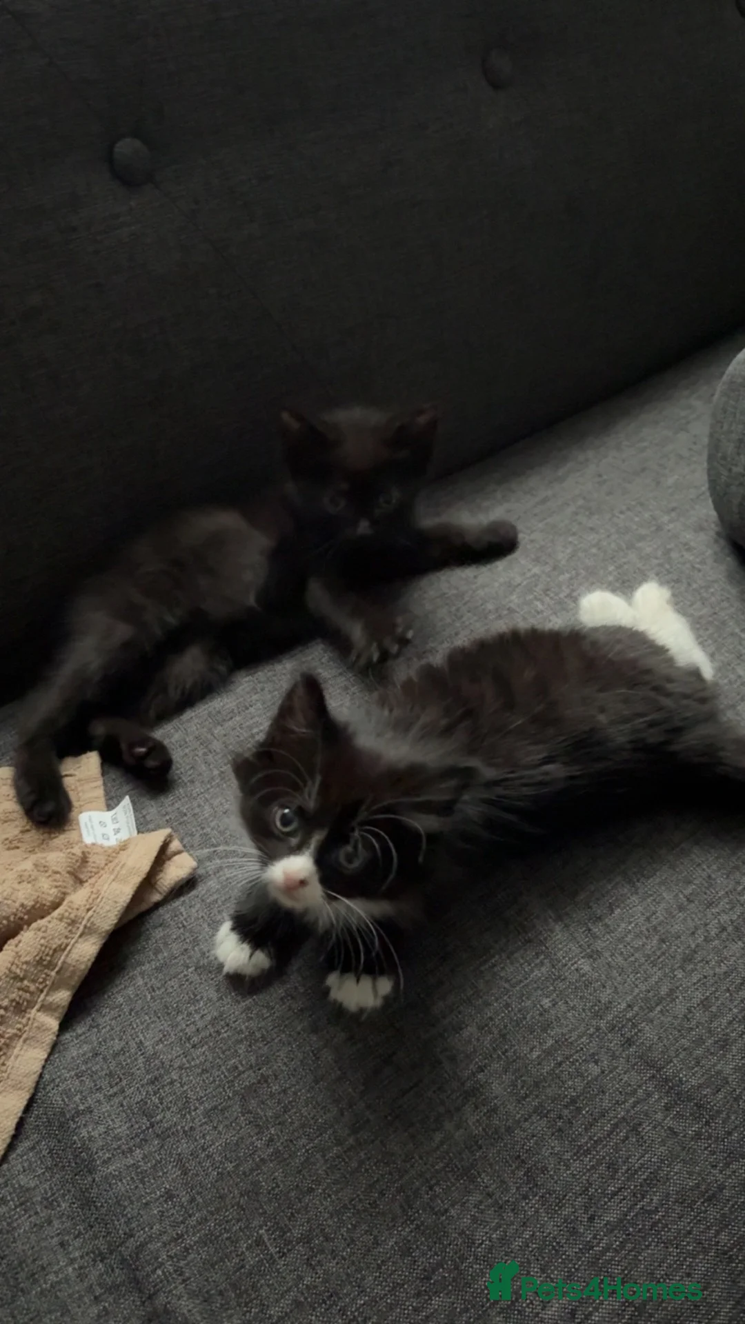 Mixed Breed cats for sale: 2 kittens for sale  - Advert 1