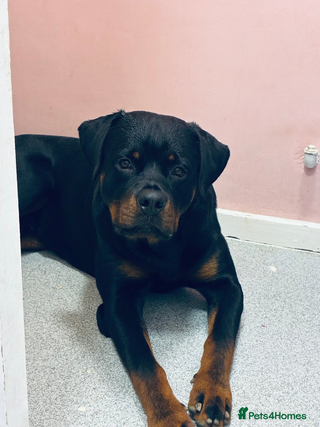 Rottweiler dogs for sale: My Rottweiler Bear - Advert 4