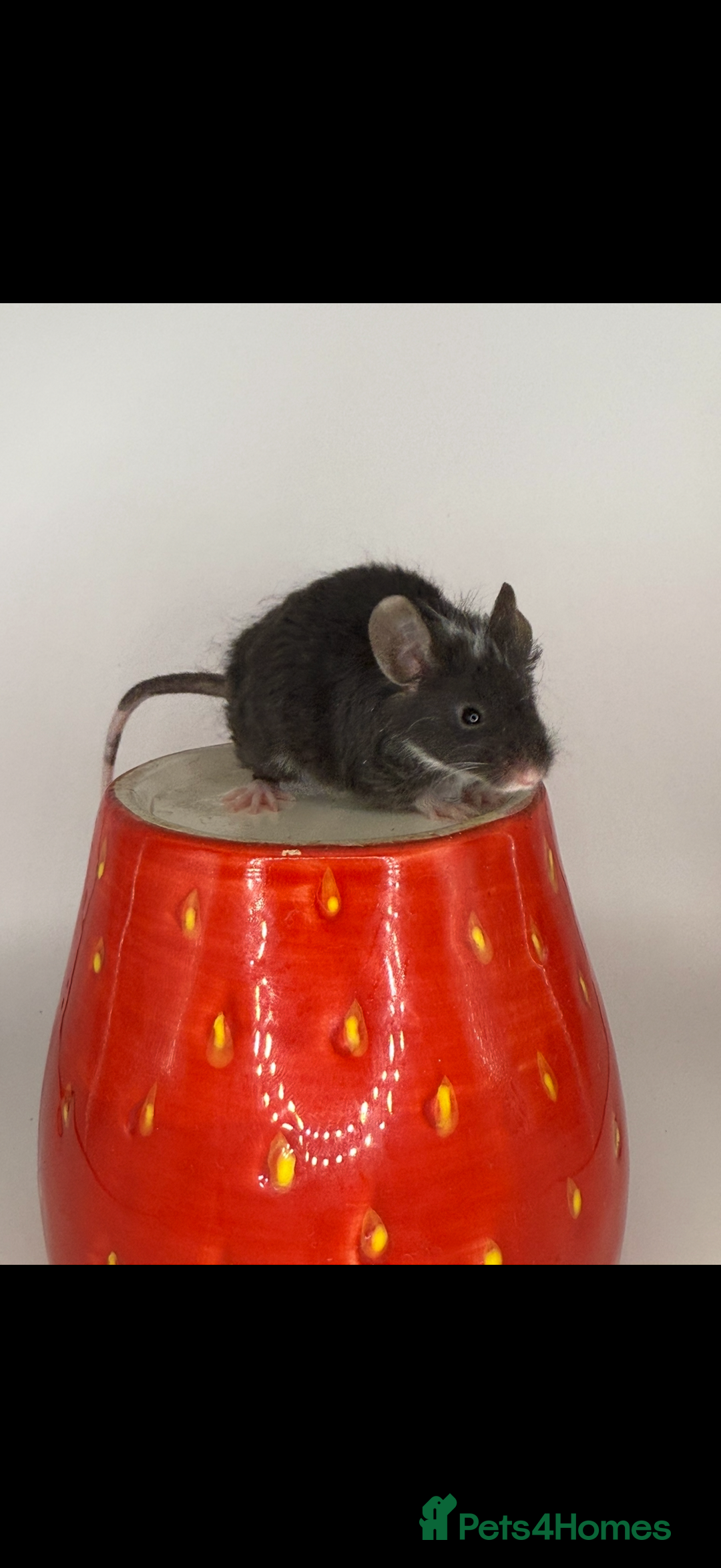 Mouse rodents for sale: Fancy mice 2 black males 6 females - Advert 10