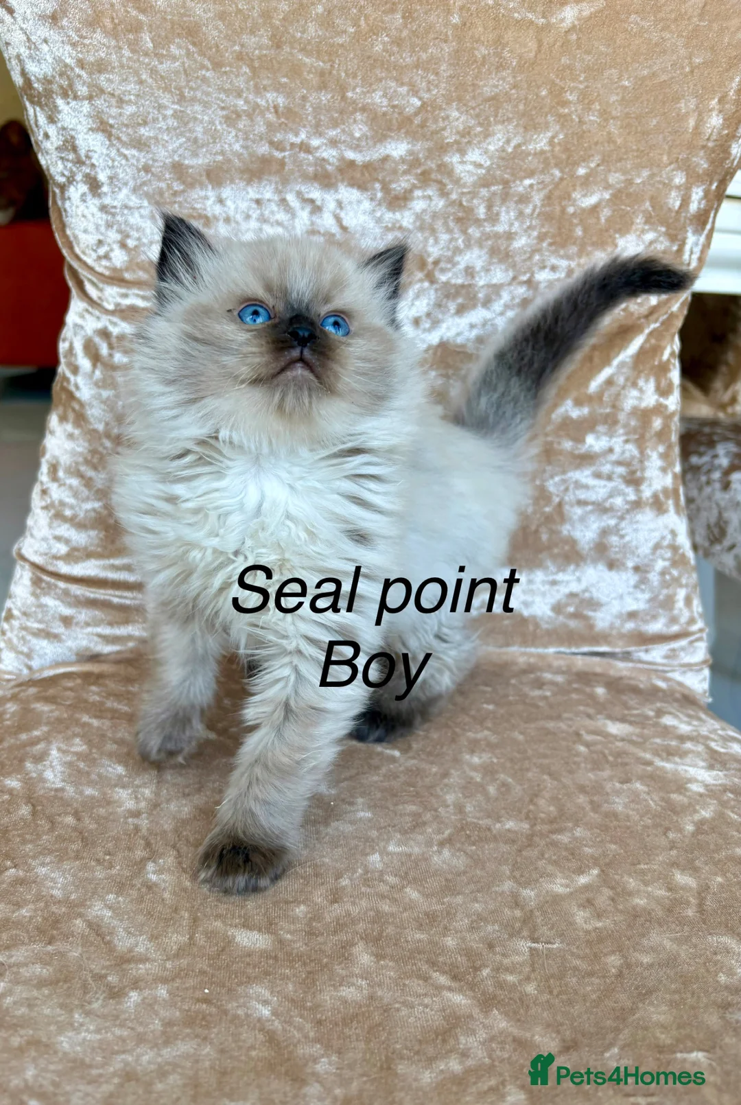 Ragdoll cats for sale: Beautiful ragdolls kittens  - Advert 1