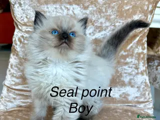 Ragdoll cats Beautiful ragdolls kittens - Advert 1