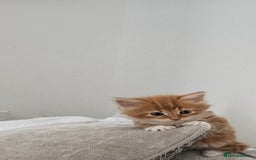 Mixed Breed cats for sale: Mixed kittens x 3  - Image 2
