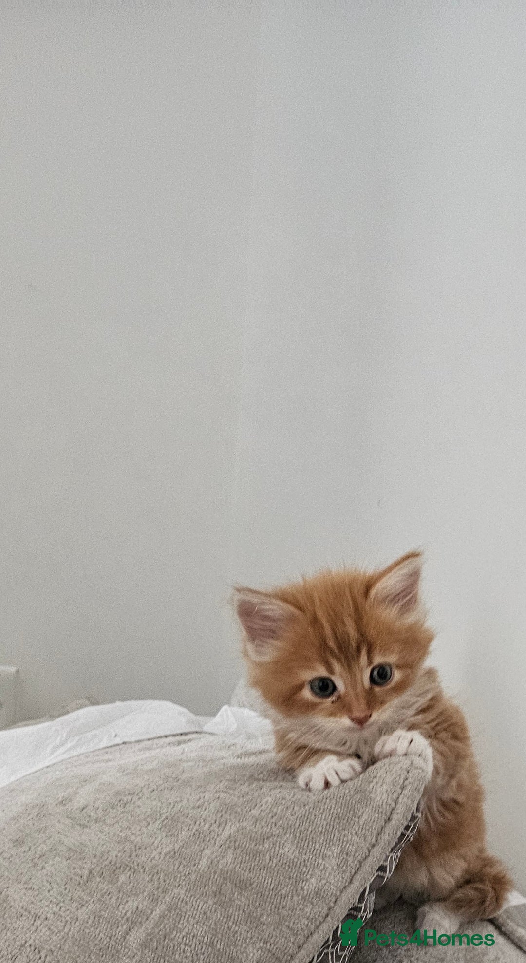 Mixed Breed cats for sale: Mixed kittens x 3  - Image 2