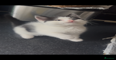 Domestic Shorthair cats - Advert 7