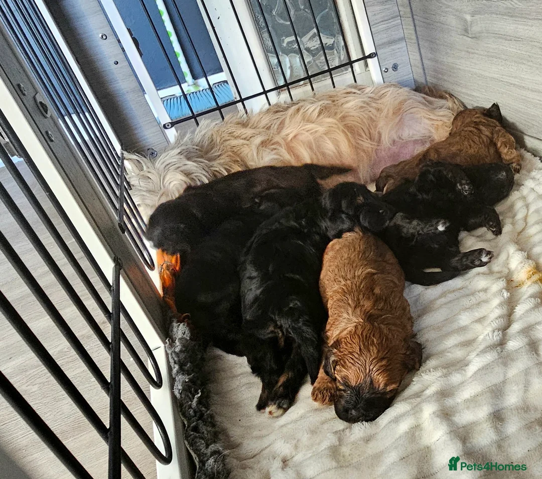 Miniature Poodle dogs for stud: Stunning Red Poodle for Stud in Motherwell - Advert 39