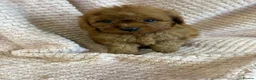 Cavapoo dogs for sale: F1 Cavapoo babies  - Advert 11