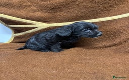 Jackapoo dogs for sale: Beautiful Jackapoo Puppies, READY NOW - Image 25