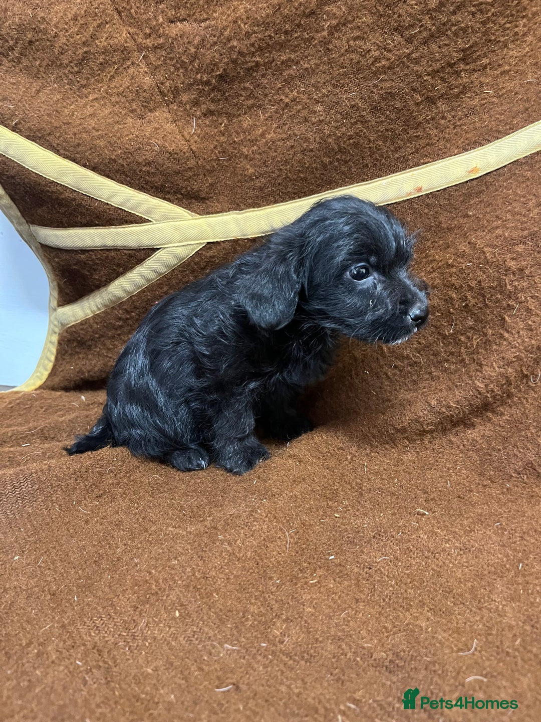 Jackapoo dogs for sale: Beautiful Jackapoo Puppies, READY NOW - Image 25