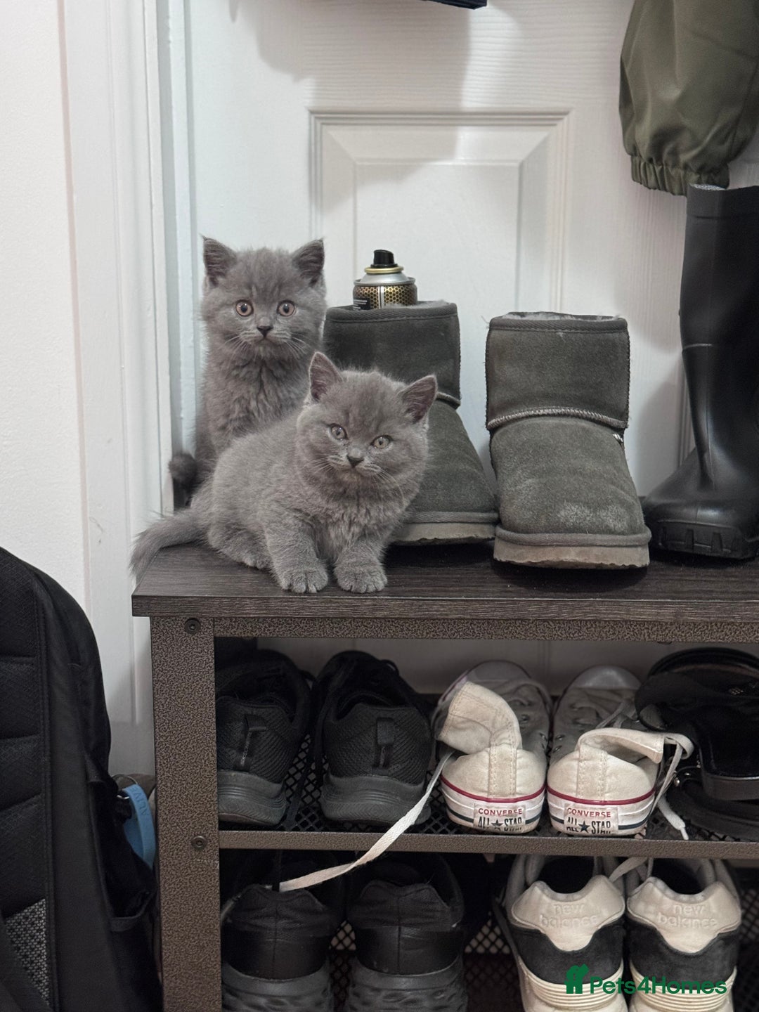 British Shorthair cats for sale: Gccf active Championship British Shorthair Female - Advert 15