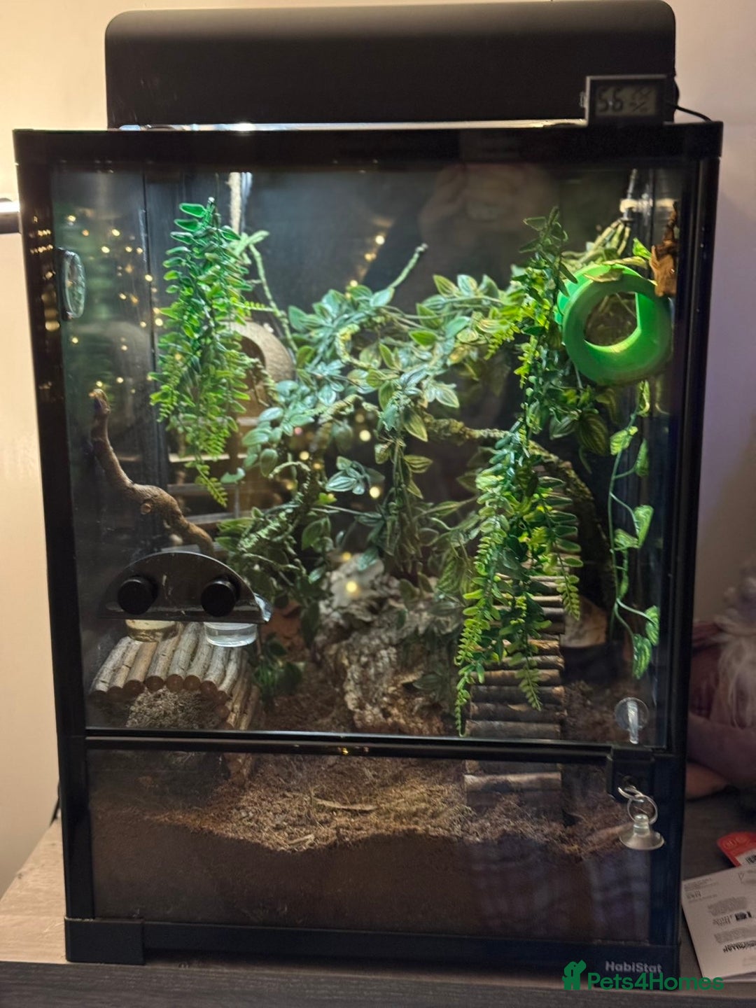 Gecko reptiles for sale: Gecko, Viv and stand  - Advert 6