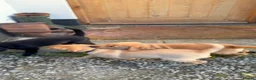 Labrador Retriever dogs for sale: KCcGorgeous Labrador Puppies  - Advert 2