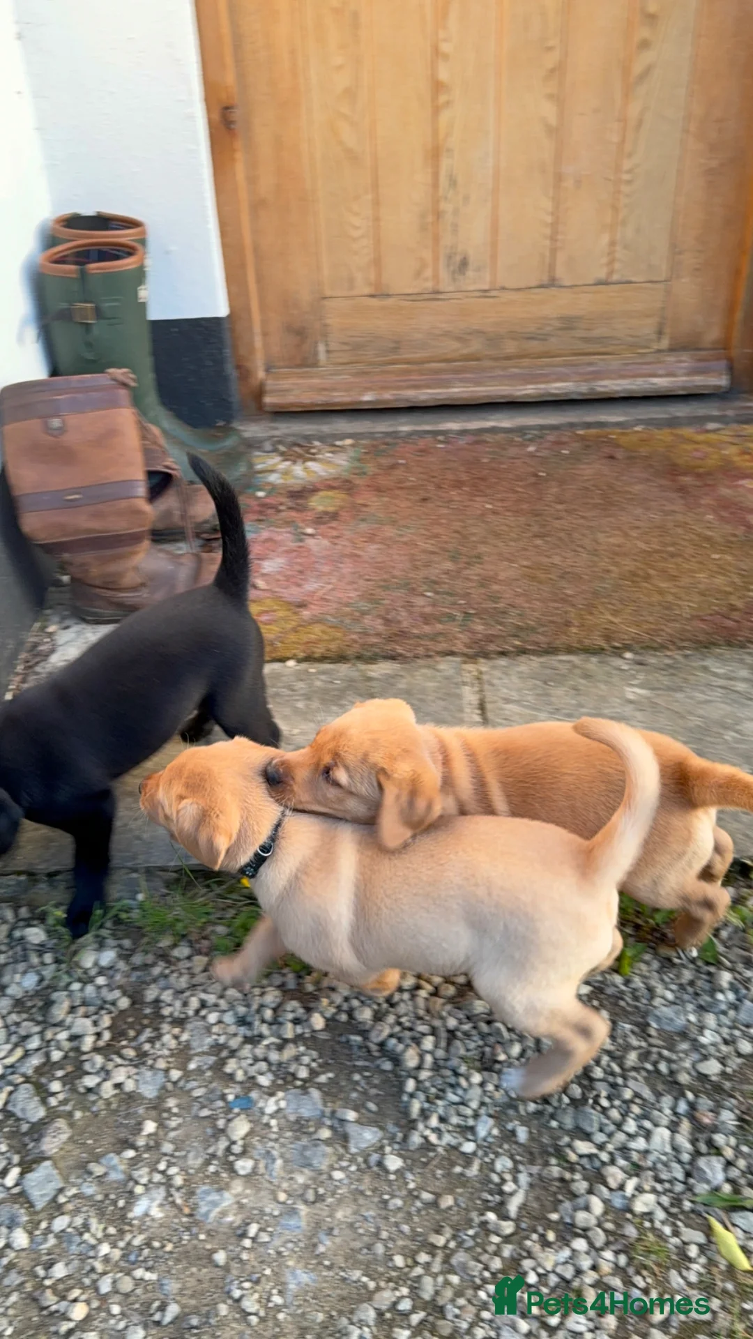 Labrador Retriever dogs for sale: KCcGorgeous Labrador Puppies  - Advert 2