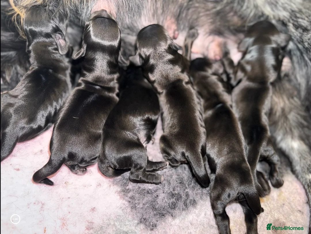 Cocker Spaniel dogs for sale: KC registers cocker Puppys  - Advert 1