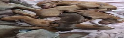 Chiweenie dogs for sale: Dachshund  - Advert 3