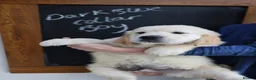 Golden Retriever dogs for sale: Amazing Golden Retriever Puppies - Advert 6