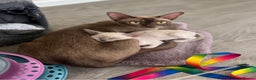 Burmese cats for sale: Home raised GCCF reg Burmese Kittens ready mid Jan - Advert 3