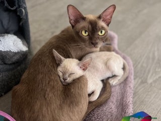 Burmese cats Home raised GCCF registered Burmese Kittens - Advert 15
