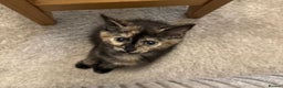 Mixed Breed cats for sale: 2 beautiful girl kittens - Advert 2