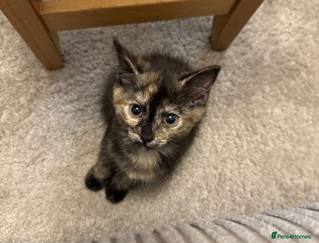 Mixed Breed cats for sale: 2 beautiful girl kittens - Advert 2