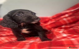 Cocker Spaniel dogs for sale: Cocker spaniel puppies  - Image 8