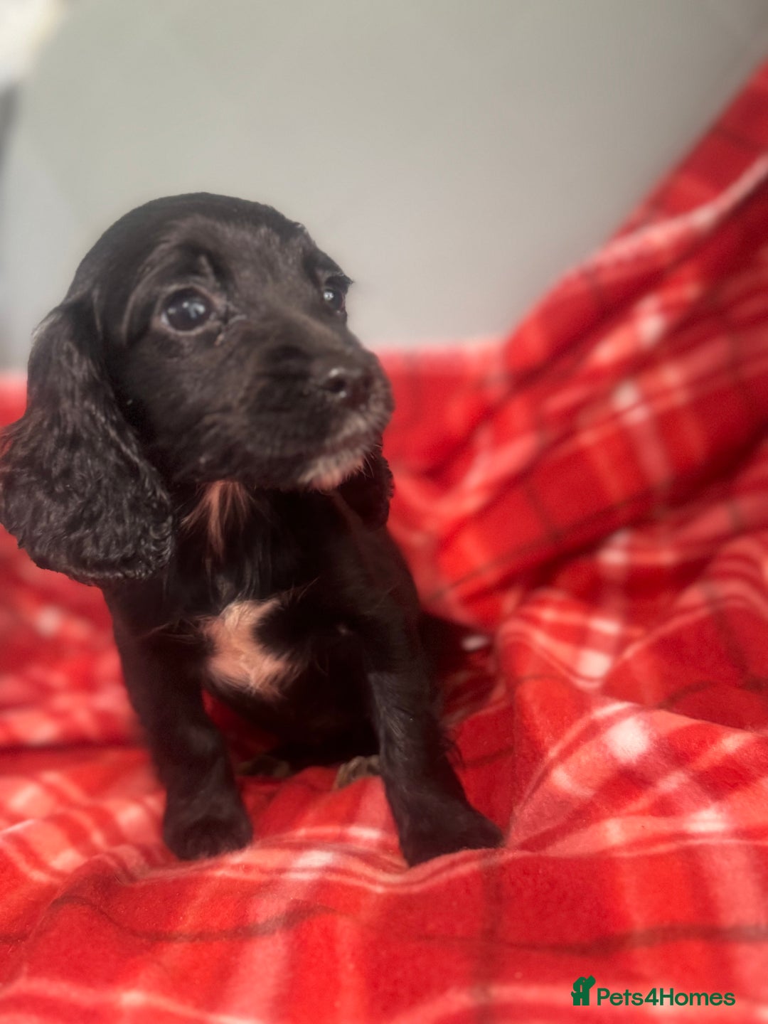 Cocker Spaniel dogs for sale: Cocker spaniel puppies  - Image 8