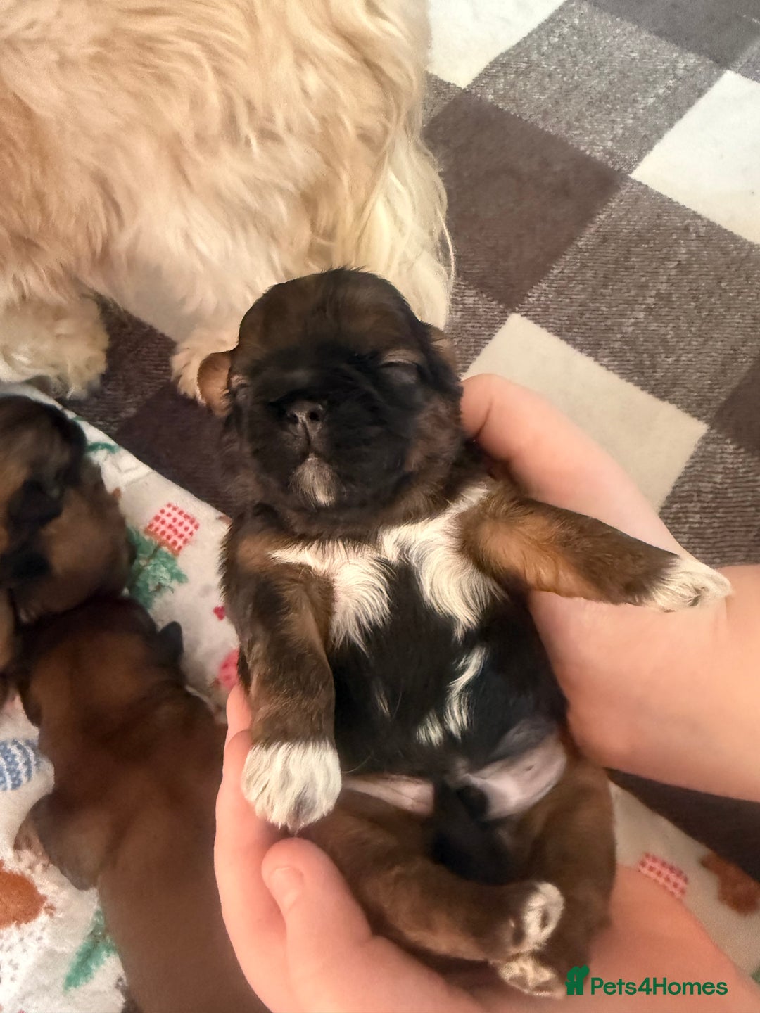 Shih Tzu dogs for sale: Gorgeous Shih Tzu Babies, ready from 14 Febuary.  - Advert 4