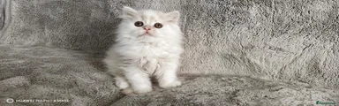 Scottish Fold 2