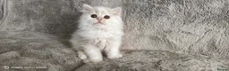 Scottish Fold cats for sale: Playful and affectionate kittens  - Advert 8