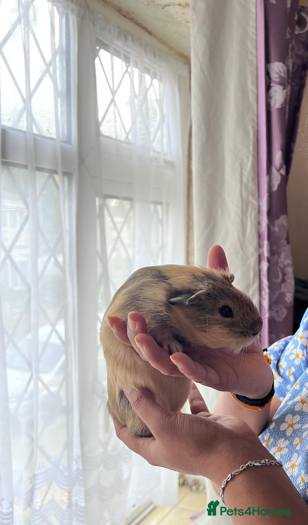 Guinea Pig rodents for sale: BEAUTIFUL MALE GUINEA PIG FOR SALE.SOFRIENDLY £20  - Advert 3