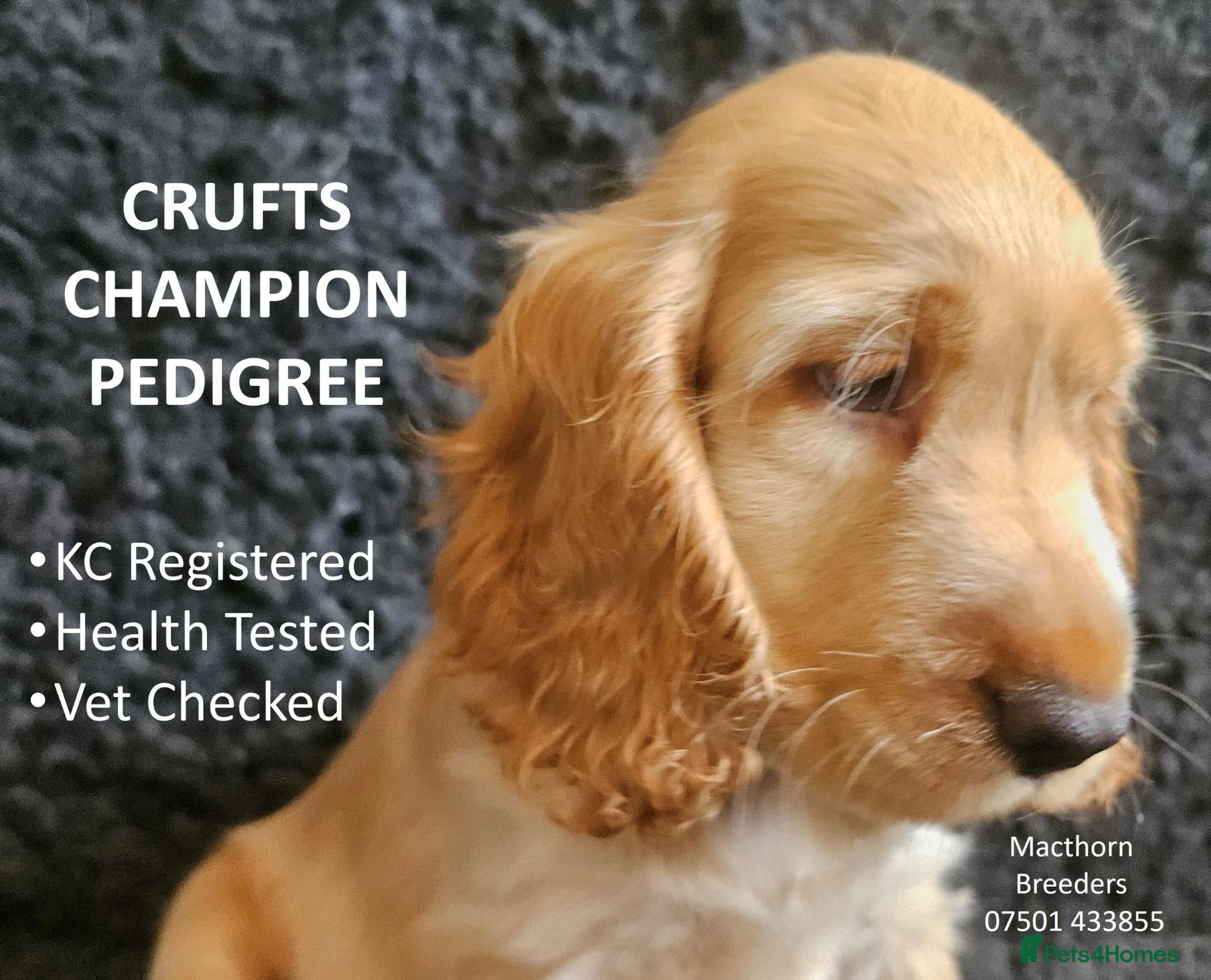 Cocker Spaniel dogs Stunning Show Cockers = 100% Pure Pedigree - Advert 11