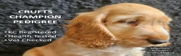 Cocker Spaniel dogs for sale: Pure Bred Show Cockers - KC Reg, Health Checked - Advert 1